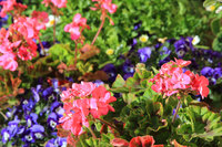 花の一部は有料で摘んで帰ることができる。取材日はポピー、キンギョクソウ、スターチス、ストック、キンセンカ、ストレリチア、ラベンダー、ローズマリーなどの花摘みが可能だった。