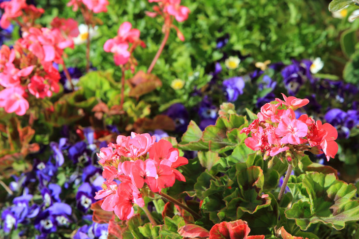 花の一部は有料で摘んで帰ることができる。取材日はポピー、キンギョクソウ、スターチス、ストック、キンセンカ、ストレリチア、ラベンダー、ローズマリーなどの花摘みが可能だった。