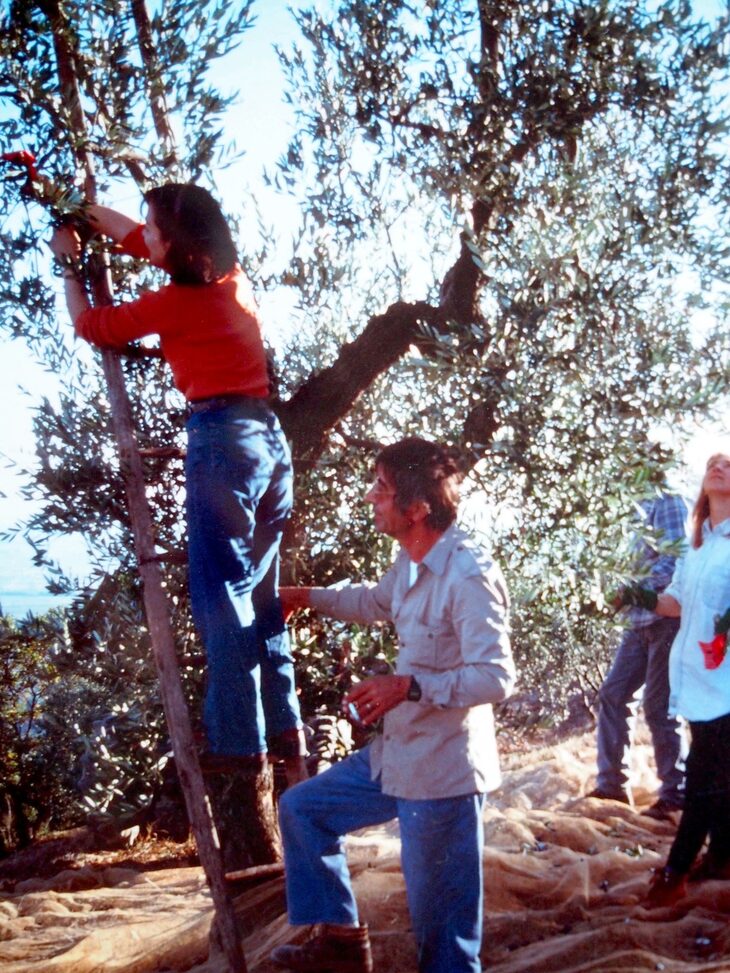 筆者のアルバムから。1997年秋、宮川氏が所有するブリケッラ農園でオリーブの収穫体験をしたとき。果敢にも梯子に登っているのは我が女房。