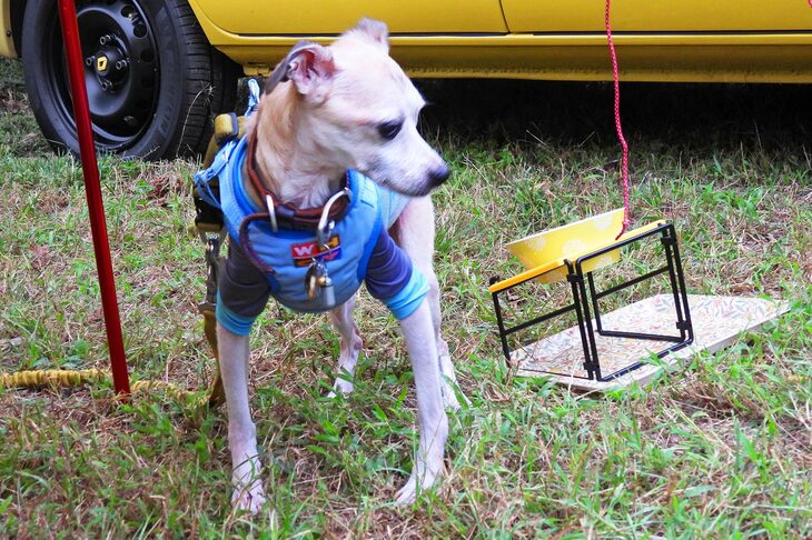 ペットショップでケージからちょいちょい手（前足）を出していたことから、この名前が思いついたというチョイ君。かつては「東名高速をドライブ中に、自分でケージを開けて脱走しようとしたことがある」というやんちゃ者だったようだが、今はすっかり落ち着いた様子。取材中はタープの下で、のんびりと過ごしていた。