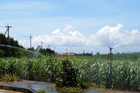 サトウキビ畑でスプリンクラーによって豊富に撒かれている水は、地下ダムから供給されている。
