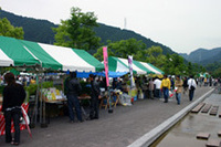 緑滴る山里に歴代Zが集まった。その数、実に約700台。この会場だけでは収まりきらず、何カ所にも分散せざるを得なかった。
	Kz meetingは恰好の「町興し」ともなった。春野町の特産物は茶とシイタケ。町内を流れる気田川（けたがわ）の清流ではアユも獲れる。