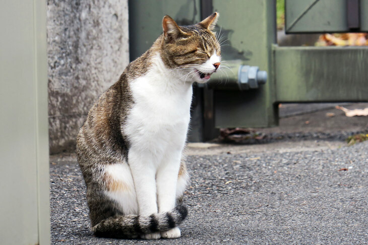 小河内ダムにて、あくび直前の野良猫の変顔を激写。「webCGの岩合光昭」と呼ばれた男の本領発揮。寒い季節ですから、猫さまもご自愛くださいませ。