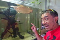 本文中の中古車店とは関係ないが、観賞魚マニアのマリオ高野が撮影したアロワナを参考までにどーぞ！（写真＝マリオ高野）