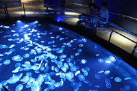 直径約7mの水槽「ビッグシャーレ」には、約500匹の「ミズクラゲ」がただよう。アクリル越しではなく直接見られるのもポイント。