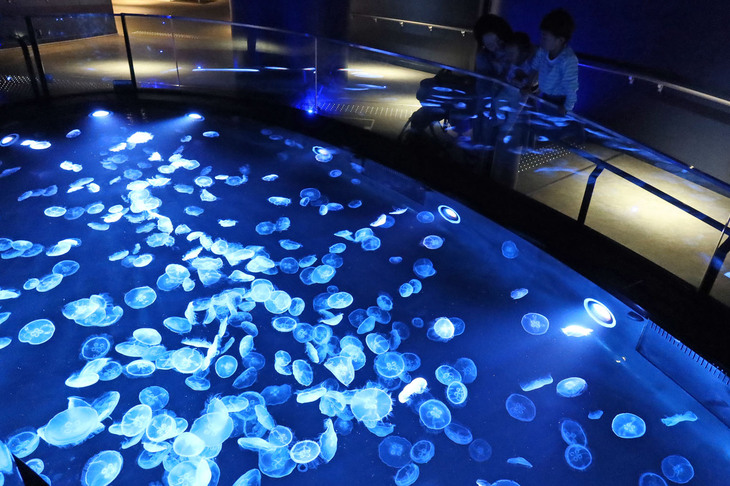 直径約7mの水槽「ビッグシャーレ」には、約500匹の「ミズクラゲ」がただよう。アクリル越しではなく直接見られるのもポイント。