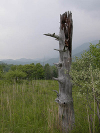 第70回：花粉症はナゼ発症するのか〜答えは日光に〜（その7）（矢貫隆）の画像