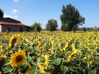 今回はイタリア・夏の風景を少々。アウトストラーダ・デル・ソーレ（太陽の道）のインター近くで。