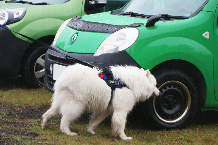 ペット連れで参加できるのも「カングージャンボリー」の魅力のひとつ。そのため、会場にはドッグランも併設されている。以前には、オウムを連れてきたオーナーさんにも出会い、驚かされた。