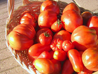 参考までに。これは知人が「ミウラS」を使って育てたトマト。