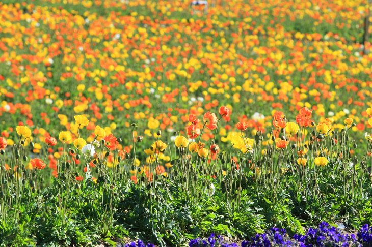 “ポピーの里”とも呼ばれる「館山ファミリーパーク」。7500平方メートルという広大な花畑に10万株のポピーが咲き乱れる姿は、なかなか見られない光景だ。品種は小輪系のアイスランドポピーで、ここでは12月から5月の中旬まで花を楽しめる。