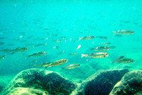 事故現場が見渡せるビーチで。シュノーケルで潜ってみると、たちまち無数の魚が泳いでいた。その数は本土の海岸の比ではない。