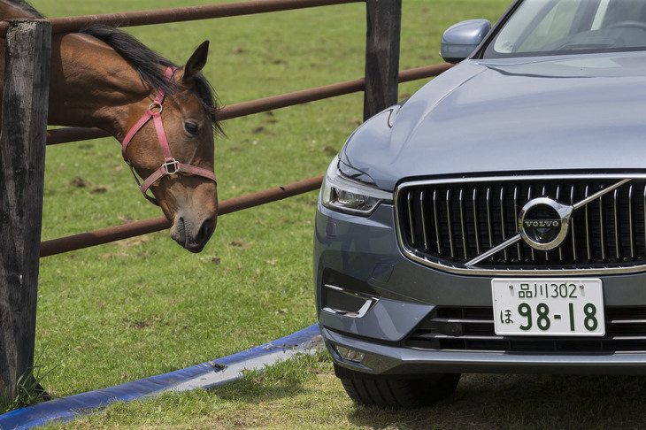白老町では競走馬の生産牧場を見学する。「XC60」を近くに寄せると、サラブレッドはボディーに頰ずりをするなど、親しみを感じてくれたようだ。