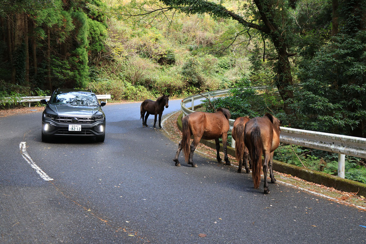 日本の在来馬の一種「御崎馬（みさきうま）」が生息する、日南海岸国定公園の最南端に位置する都井岬をドライブ。御崎馬は江戸時代、藩の軍馬育成のために放牧された日本在来馬が祖先で、その後、家畜馬が野生化したという。国の天然記念物に指定され、時折このように道路にも出てくる。