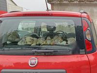 【写真A】「フィアット・パンダ」のマイルドハイブリッド仕様の後部に並べられた犬のぬいぐるみ。2022年9月撮影。