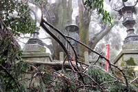 一番厳しかったのが12番焼山寺への登り。折しも冷たい雨が雪になり、さらには氷砂糖ぐらいのあられが降り注いだ。その途中にある大師像、浄蓮庵に着いた瞬間、大きな杉の枝が氷の重みに絶えかねて目前に落ちてきた。
