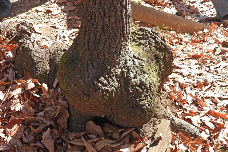 木々のなかには根元がコブのようになったものも。間伐した切り株から芽が吹いて、新しい木が育つと、このようになるという。