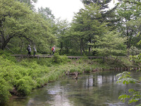 第71回：花粉症はナゼ発症するのか〜答えは日光に〜（その8）（矢貫隆）