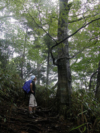 第55回：枯れゆくブナの山、檜洞丸（その4）（矢貫隆）
