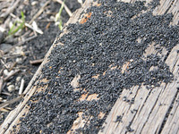 この黒い物体は、銅の精錬過程ででる残りかすと思われる。