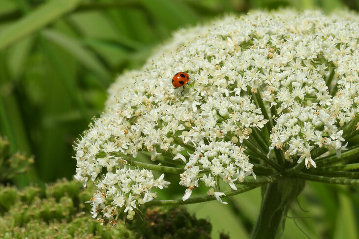 あら、テントウ虫。