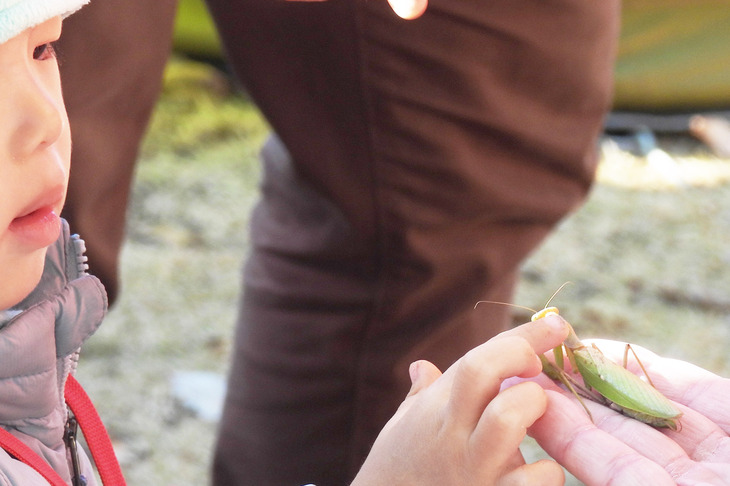 和田さんが発見したカマキリに、恐る恐る触れる子供。