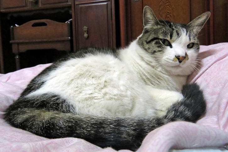 岩合光昭氏に負けじと、記者も実家の猫を激写。「猫が干支（えと）に含まれていないのは、ネズミにだまされたから」という逸話は有名だが、長年きゃつらを観察してきた自分からすると、元旦に神様のもとに参上してまで干支に選ばれたがるような、意識高い系の生き物には到底思えないんだが……。