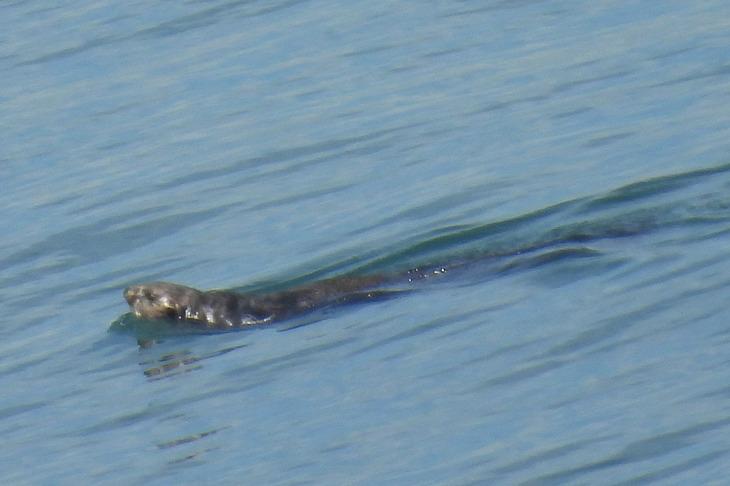 旅の人に「あれ、ラッコですよ！」と言われてとっさに狙撃。これが記者＆編集部カメラの限界です。