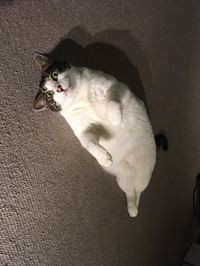 気がつけばこんなアザラシみたいな体形になってしまった！