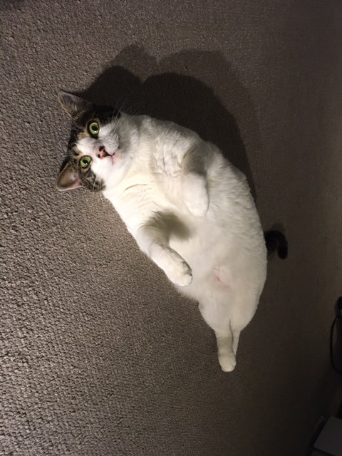 気がつけばこんなアザラシみたいな体形になってしまった！