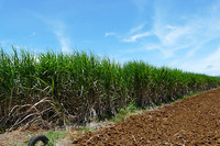 第78回：宮古島からの報告〜サトウキビと“エコ”の画像