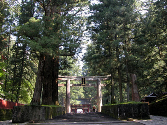 日光・東照宮の門を前にズラリと並ぶ杉。建設当時、500年ほど前に静岡県から運んで植林した木々は、いまや立派な巨木となりそそり立っている。