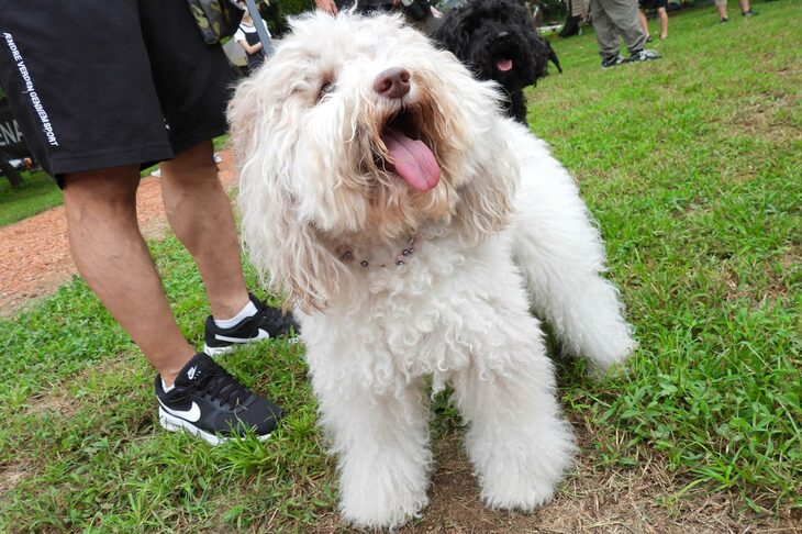 毛並みがゴージャスなオーストラリアンラブラドゥードル。飼い主さんいわく、スタンダードプードルとラブラドール、コッカースパニエル系などの交配から生まれた犬種とのこと。「カングー キャンプ」を取材すると、犬にも詳しくなれそう。