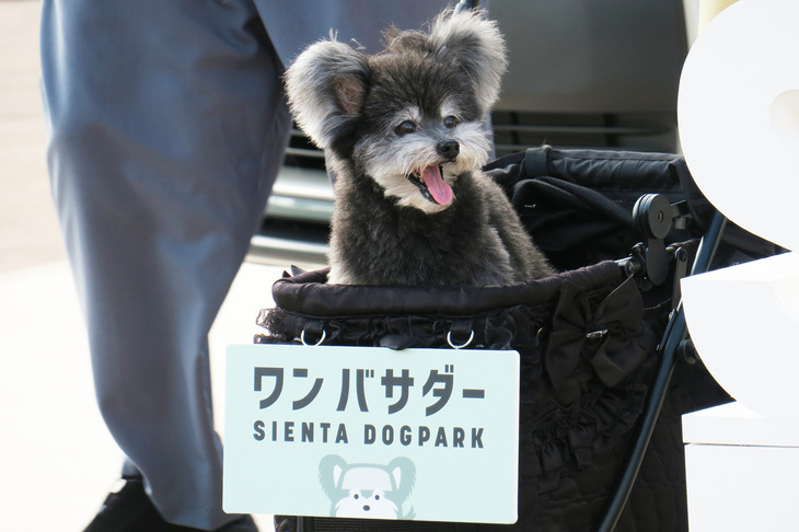 CMにも登場する新型「トヨタ・シエンタ」の“ワン”バサダー、ちょうじゅうろう。