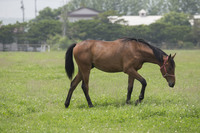 白老町にある白老ファームからは、2011年の牡馬クラシック三冠を制覇するなど、当時無敵を誇ったサラブレッド「オルフェーヴル」が輩出している（写真は別の牧場で見た別の馬）。
