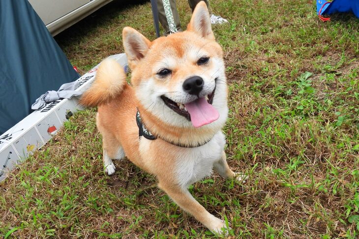 「ルノー・カングー」の広い荷室は、ワンちゃんグッズの積載にも最適！ ということで、会場では愛犬連れの参加者も多く見受けられた。こちらはカメラへ向けて百万ドルの笑顔を見せてくれる、豆柴。