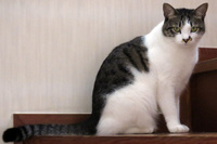 納車当日は、川崎からそのまま千葉県は市川の実家へ。見よ、この赤の他人を見るかのような実家ネコの冷たいまなざしを。