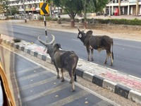 相変わらずインドの街には野良牛がゴロゴロいる。これはコブウシと呼ばれる種類。