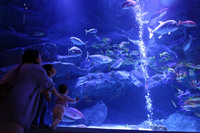 “ボニンブルー”と呼ばれる小笠原の青い海が再現された「小笠原大水槽」。時がたつのも忘れて見入ってしまう。
