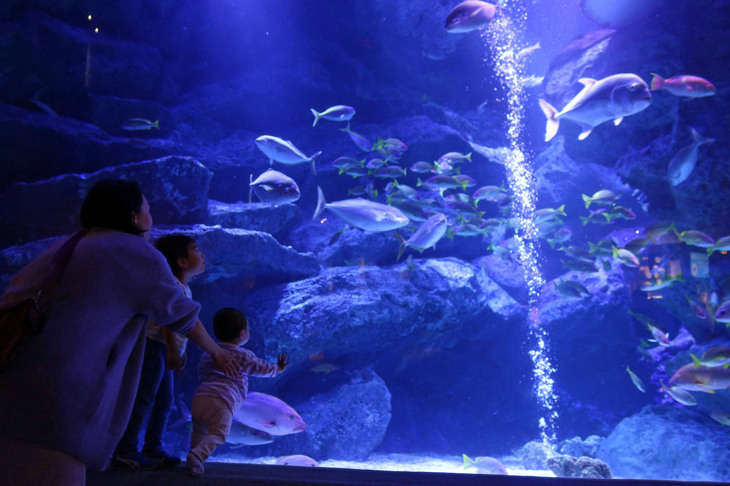 “ボニンブルー”と呼ばれる小笠原の青い海が再現された「小笠原大水槽」。時がたつのも忘れて見入ってしまう。