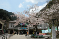ケーブルカーとリフト乗り場。うららかな平日の正午前、満開の桜が訪れる観光客を出迎えていた。