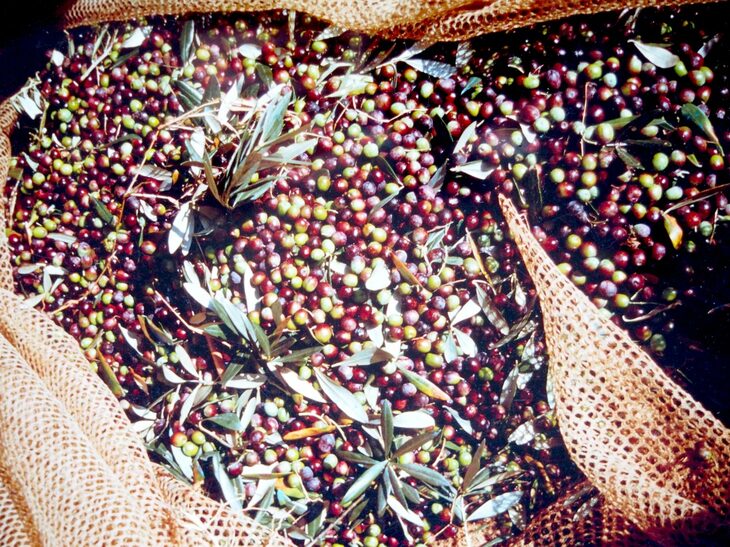 収穫したオリーブの実は、一日で約400kgにもなった。