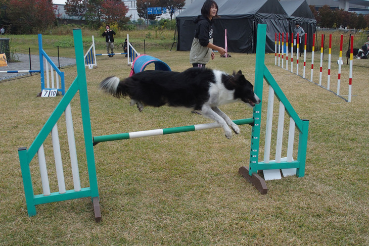 ハードルやトンネルなどの障害物をクリアしていく犬の障害物競走「ドッグスポーツアジリティー」の初心者向け講座も無料で開催。会場では愛犬といっしょに歩く来場者の姿が目に留まった。