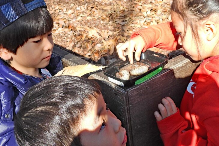カブトムシの幼虫に興味津々の子供たち。