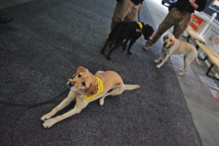 会場内を巡視するセキュリティードッグ。これほど犬の多いショーは初めて。犬連れで取材するジャーナリストまでいるほどだ。