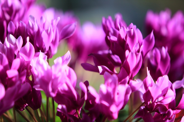 「館山ファミリーパーク」で育てられているのはポピーだけではなく、冬から春にかけては菜の花やストック、スターチス、キンギョソウ、パンジー、ノースポールなども楽しめる。ラベンダーやホワイトガーデンは一年を通して花を見られる。写真は園内のフラワーショップで売られていたシクラメン。
