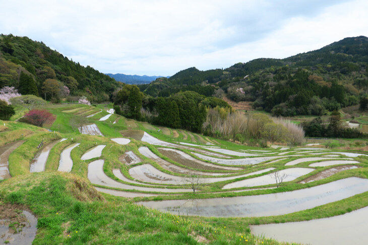 鴨川の大山千枚田。都心から最も近くにある棚田として知られ、「日本の棚田百選」にも選ばれているという。