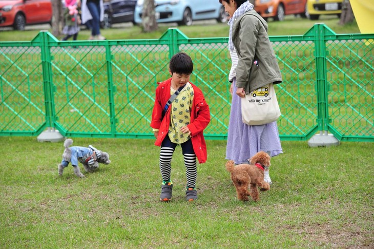 愛犬と共に参加できるのも「カングー ジャンボリー」の魅力。あちこちでさまざまな犬種を目撃することができた。マナー良く会場を散歩する姿に、見ているこちらも楽しくなってしまう。愛犬と遊べるドッグランも設置されていた。