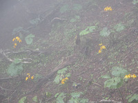 第61回：枯れゆくブナの山、檜洞丸（その10）（矢貫隆）の画像