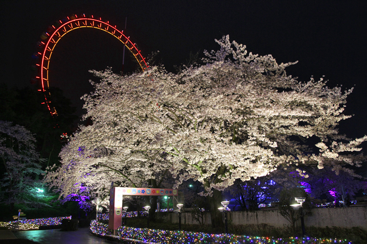 見事にライトアップされた桜。